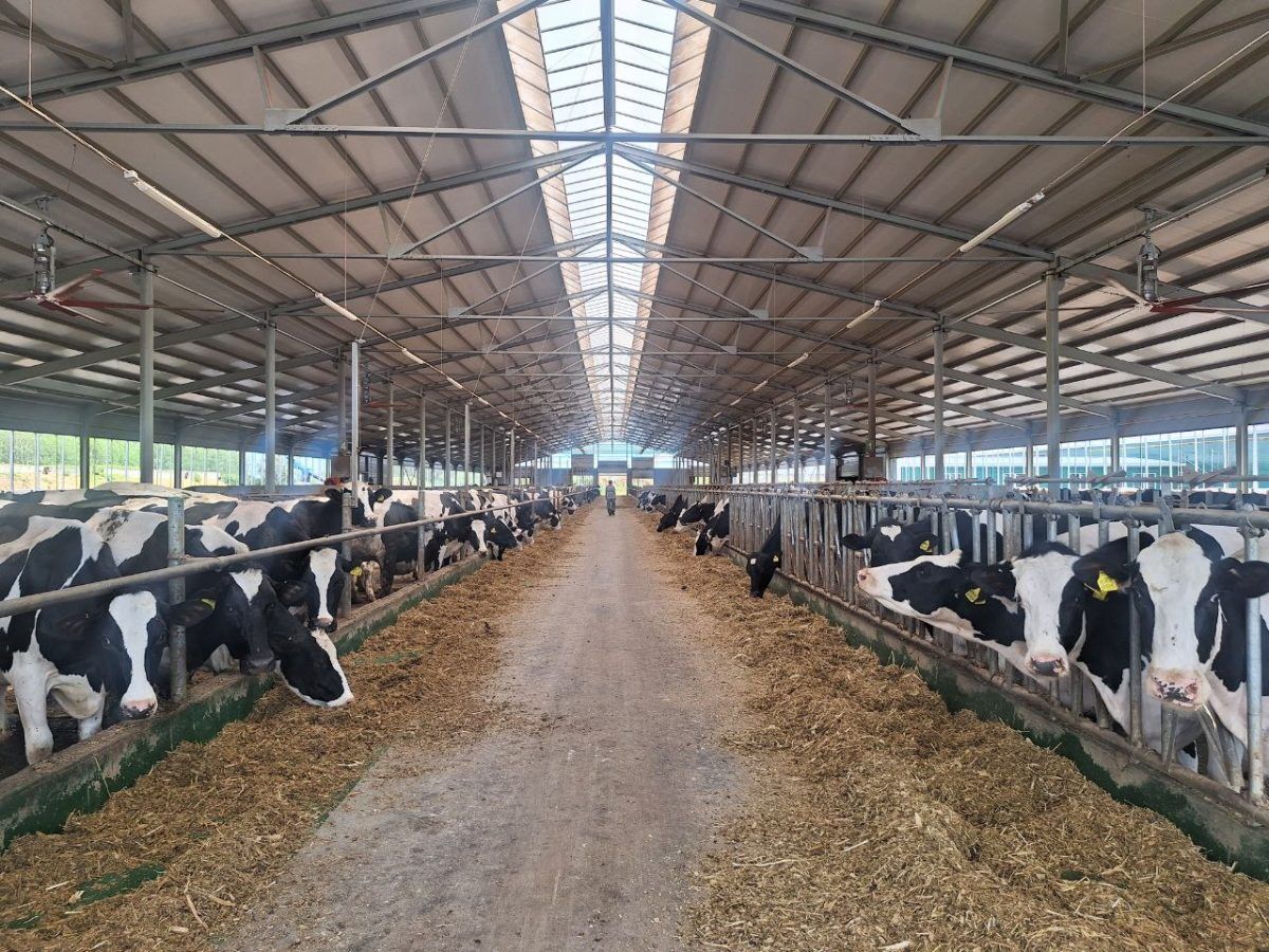 Молочную ферму построили в Бутурлинском районе за 320 млн рублей