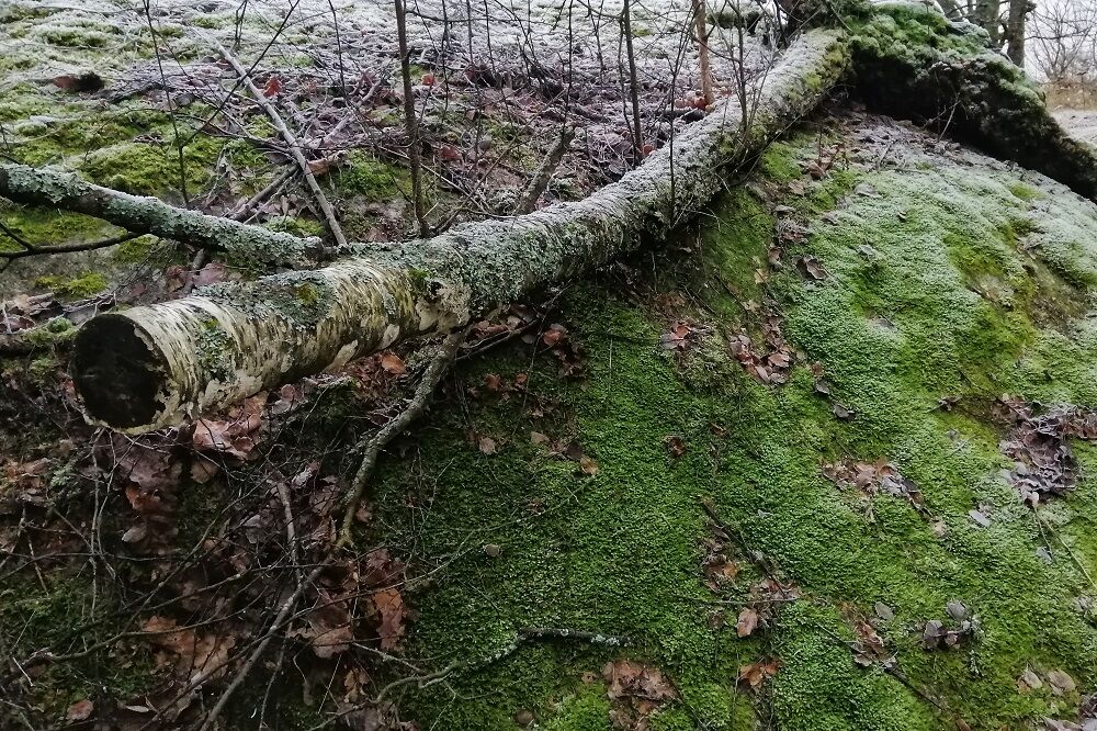 В Ростове упавшее дерево травмировало двоих ростовчан - фото 1