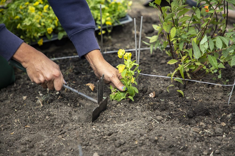 Лучшего мастера по благоустройству и озеленению выбрали в Ростове - фото 1
