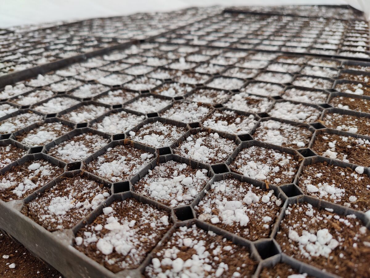 Более 15 млн деревьев вырастят в питомниках Нижегородской области за три года - фото 2