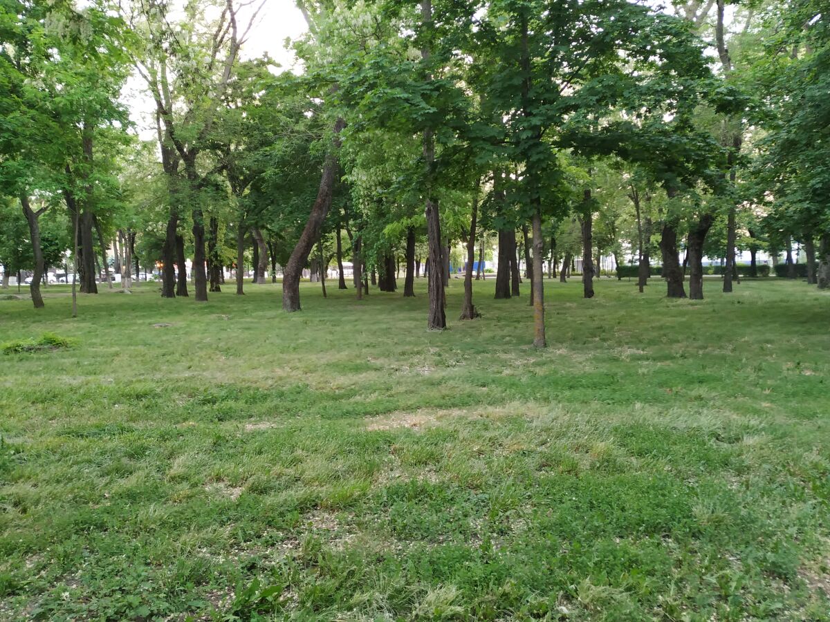 В Ростове в День древонасаждения высадят 2500 деревьев и 5000 кустарников - фото 1