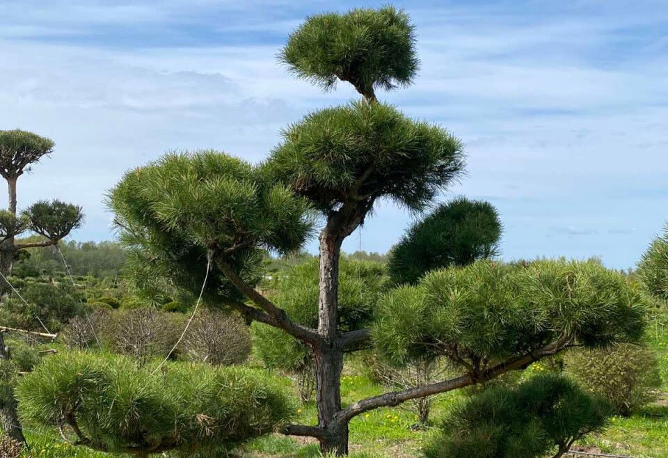 Как застройщикам сэкономить на озеленении ЖК без ущерба качеству - фото 2