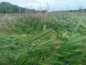 Под промзоны: на Дону вырос перевод сельхозземель в другие категории