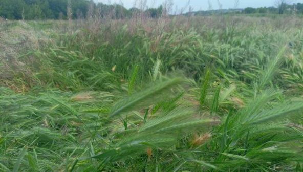 Под промзоны: на Дону вырос перевод сельхозземель в другие категории